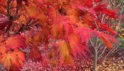 - Acer japonicum ‘Rising Sun’ Japanese Maple - Mr Maple │ Buy Japanese Maple Trees