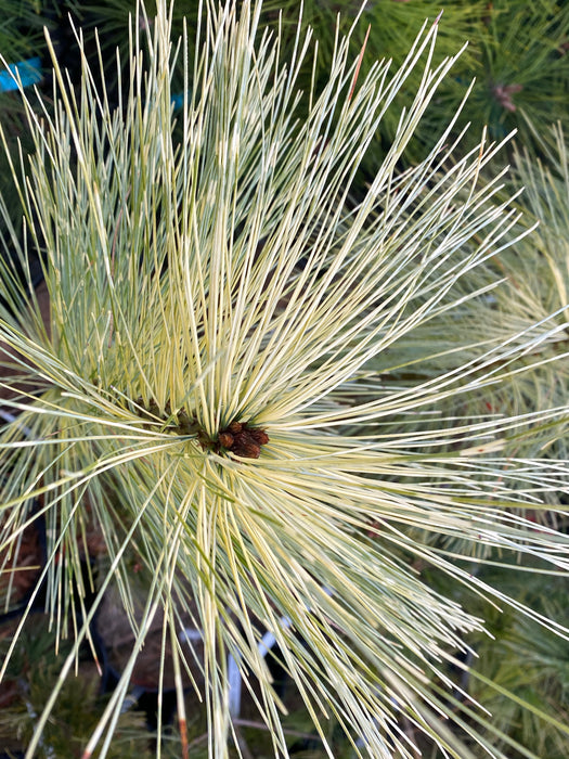 Pinus wallichiana 'Zebrina' Himalayan Pine Tree