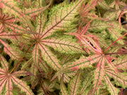 - Acer palmatum 'Celebration' Japanese Maple - Mr Maple │ Buy Japanese Maple Trees