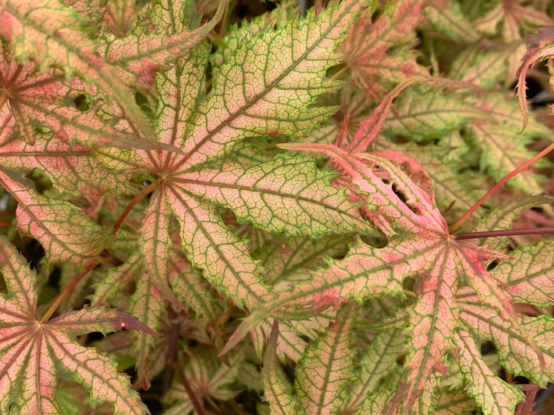 - Acer palmatum 'Celebration' Japanese Maple - Mr Maple │ Buy Japanese Maple Trees