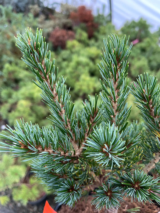 Pinus parviflora 'Gyoko sho hime' Japanese Dwarf White Pine