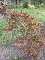 - Acer palmatum 'Koi' Dwarf Japanese Maple - Mr Maple │ Buy Japanese Maple Trees