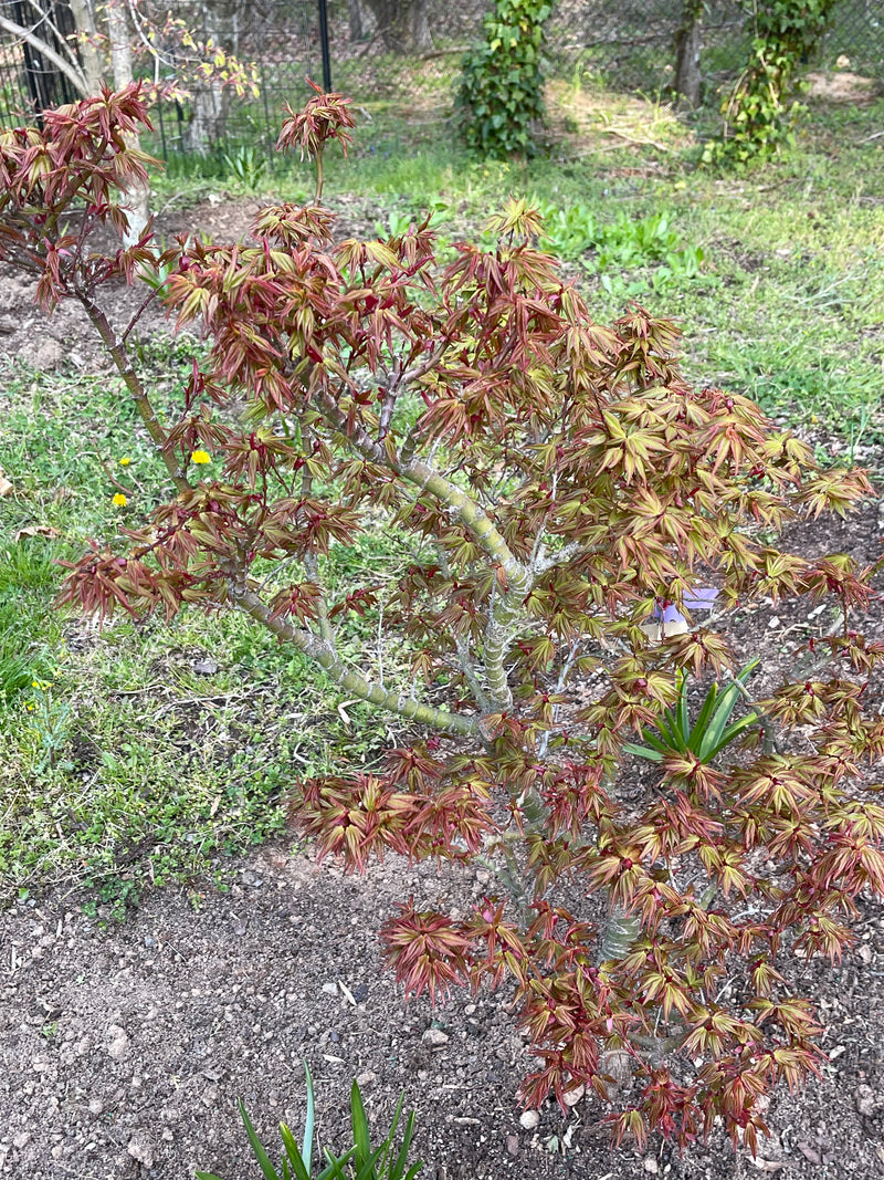 - Acer palmatum 'Koi' Dwarf Japanese Maple - Mr Maple │ Buy Japanese Maple Trees