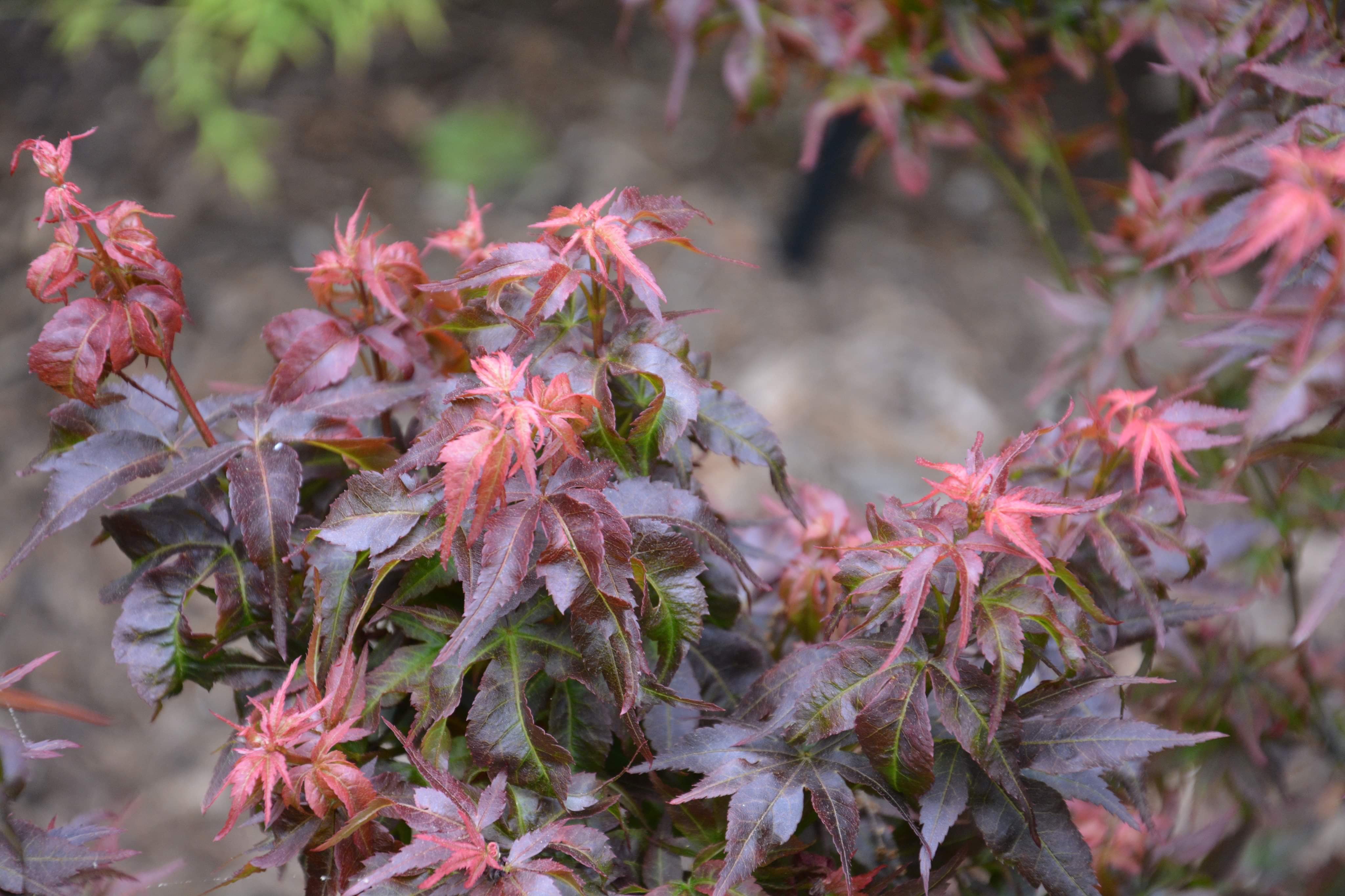 Buy Acer palmatum 'Kurenai jishi' Red Lion Japanese Maple — Mr