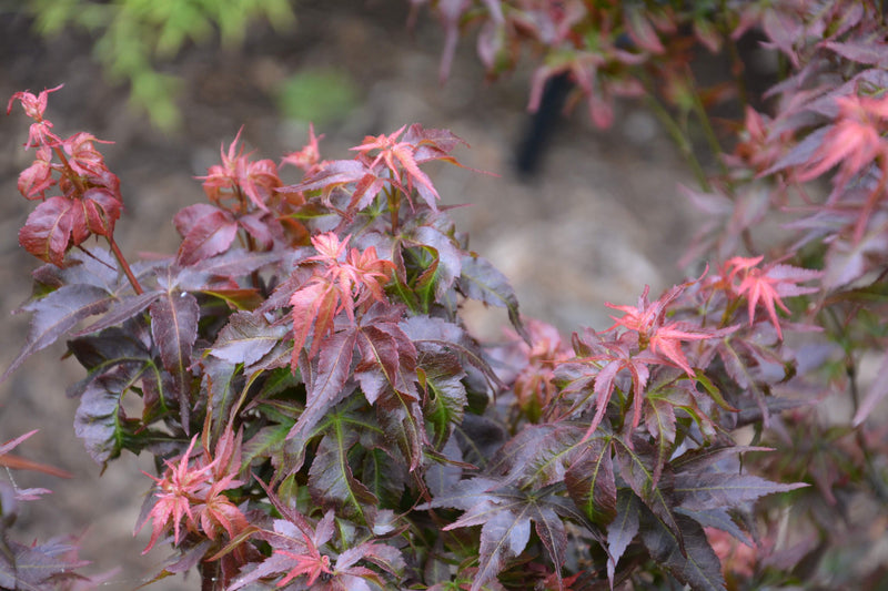 - Acer palmatum 'Kurenai jishi' Red Lion Japanese Maple - Mr Maple │ Buy Japanese Maple Trees