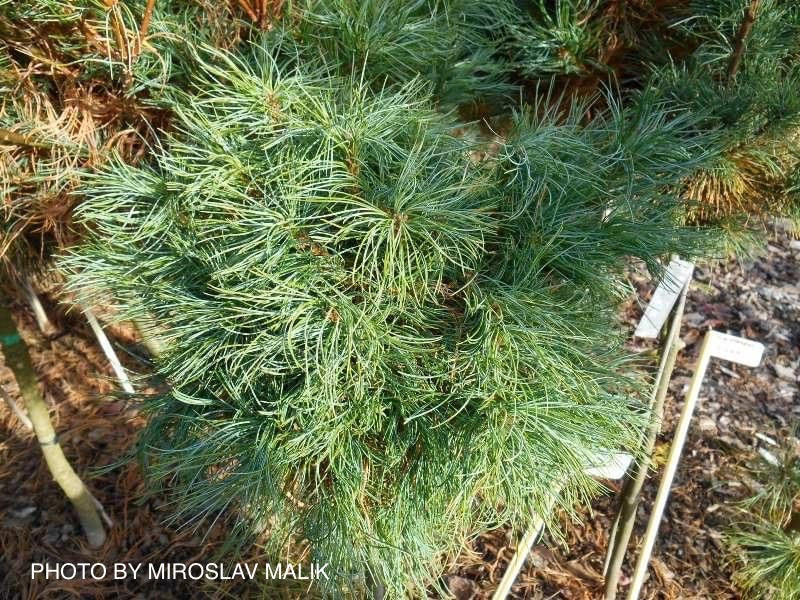 Pinus strobus 'Squiggles' Dwarf White Pine