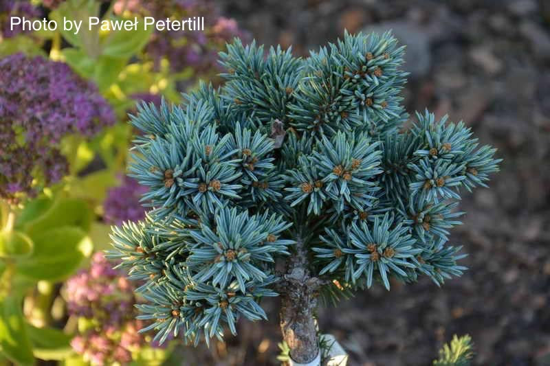 Picea pungens ‘Blue Pearl' Miniature Colorado Blue Spruce