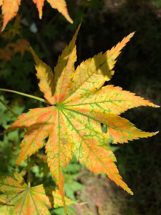 Acer palmatum 'Reticulatum' Japanese Maple