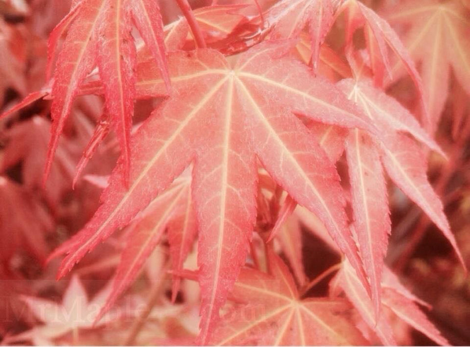 Acer oliverianum ‘Hot Tamale’ Japanese Maple