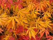 - Acer shirasawanum 'Bronze Age' Bronze Full Moon Japanese Maple - Mr Maple │ Buy Japanese Maple Trees