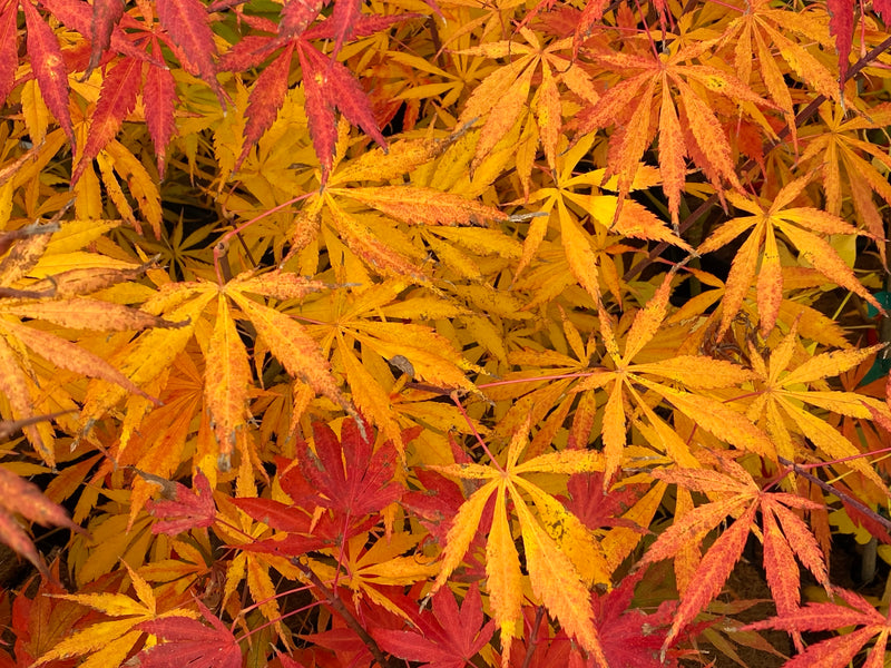 - Acer shirasawanum 'Bronze Age' Bronze Full Moon Japanese Maple - Mr Maple │ Buy Japanese Maple Trees