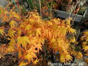 - Acer palmatum 'Alan's Gold' Pinebark Japanese Maple - Mr Maple │ Buy Japanese Maple Trees