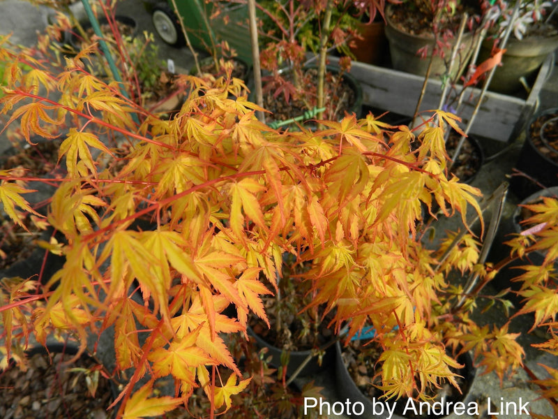 - Acer palmatum 'Alan's Gold' Pinebark Japanese Maple - Mr Maple │ Buy Japanese Maple Trees