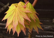 - Acer shirasawanum 'Jordan' Golden Full Moon Japanese Maple - Mr Maple │ Buy Japanese Maple Trees