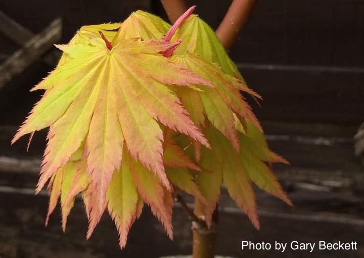 - Acer shirasawanum 'Jordan' Golden Full Moon Japanese Maple - Mr Maple │ Buy Japanese Maple Trees