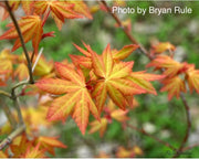 - Acer palmatum 'Dragon Master' Golden Weeping Japanese Maple - Mr Maple │ Buy Japanese Maple Trees