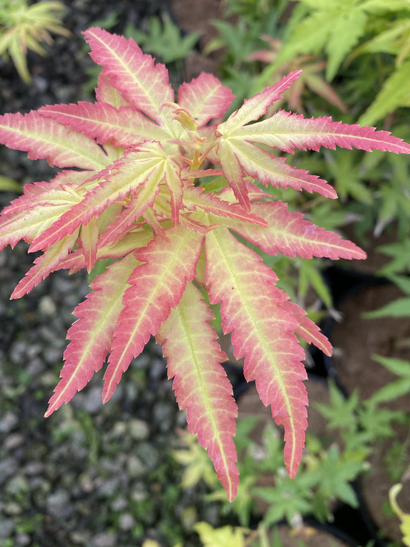 - Acer palmatum 'Golden Falls' Weeping Golden Japanese Maple - Mr Maple │ Buy Japanese Maple Trees