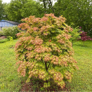 - Acer palmatum 'Osakazuki' Japanese Maple - Mr Maple │ Buy Japanese Maple Trees
