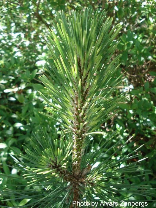Pinus nigra ‘Caperci’s Golden Cream’ Austrian Black Pine Tree