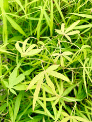 - Acer palmatum 'Yellow Threads' Rare Japanese Maple - Mr Maple │ Buy Japanese Maple Trees