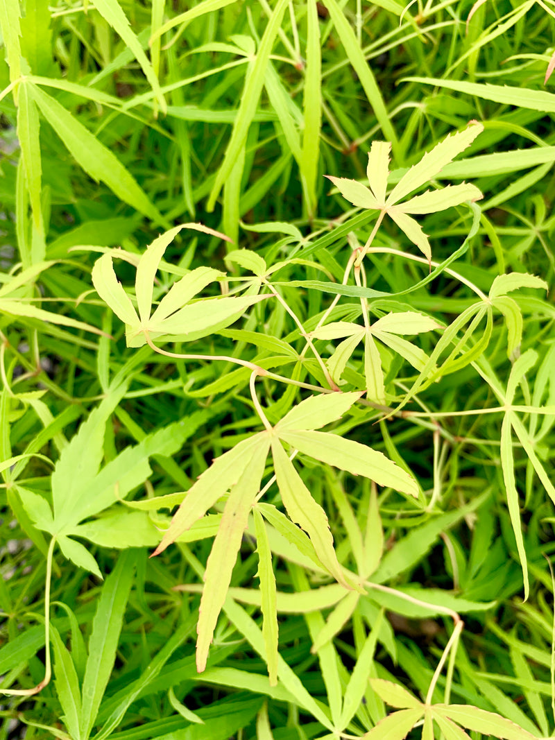 - Acer palmatum 'Yellow Threads' Rare Japanese Maple - Mr Maple │ Buy Japanese Maple Trees