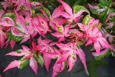 - Acer palmatum 'Ilarian' Japanese Maple - Mr Maple │ Buy Japanese Maple Trees