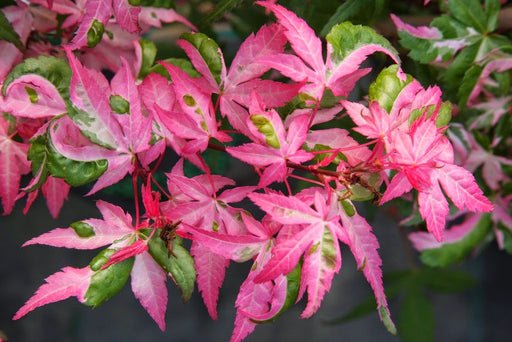 - Acer palmatum 'Ilarian' Japanese Maple - Mr Maple │ Buy Japanese Maple Trees