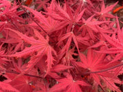 - Acer palmatum 'Celebration' Japanese Maple - Mr Maple │ Buy Japanese Maple Trees