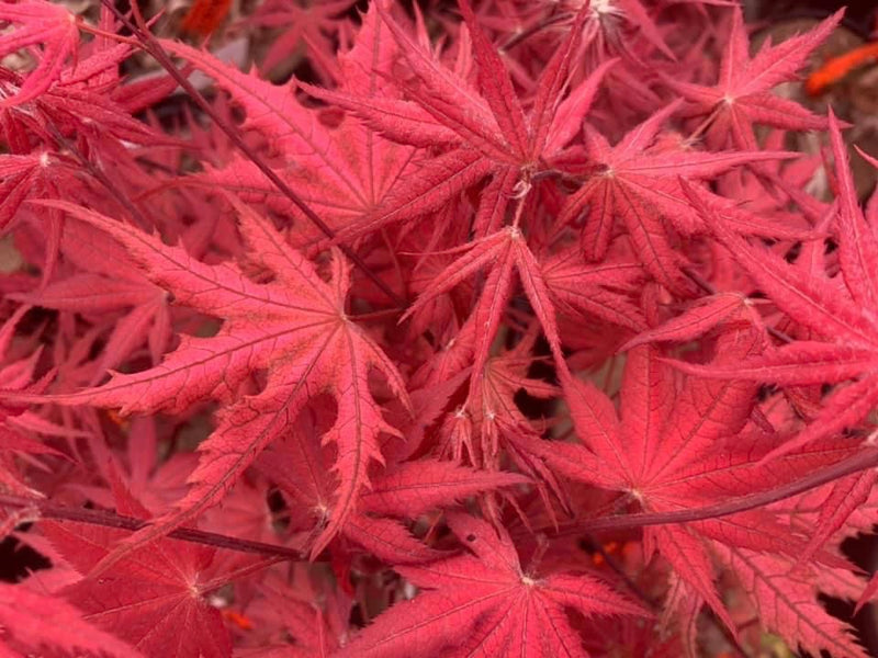 - Acer palmatum 'Celebration' Japanese Maple - Mr Maple │ Buy Japanese Maple Trees