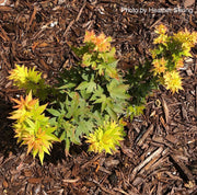 - Acer palmatum 'Koi' Dwarf Japanese Maple - Mr Maple │ Buy Japanese Maple Trees