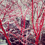 - Acer palmatum 'Sango kaku' Coral Bark Japanese Maple - Mr Maple │ Buy Japanese Maple Trees