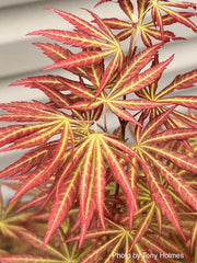 - Acer shirasawanum 'Bronze Age' Bronze Full Moon Japanese Maple - Mr Maple │ Buy Japanese Maple Trees