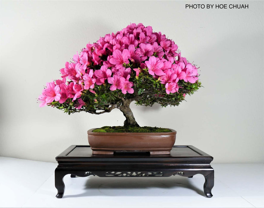 Azalea 'Chinzan’ Deep Pink Flowering Satsuki Azalea