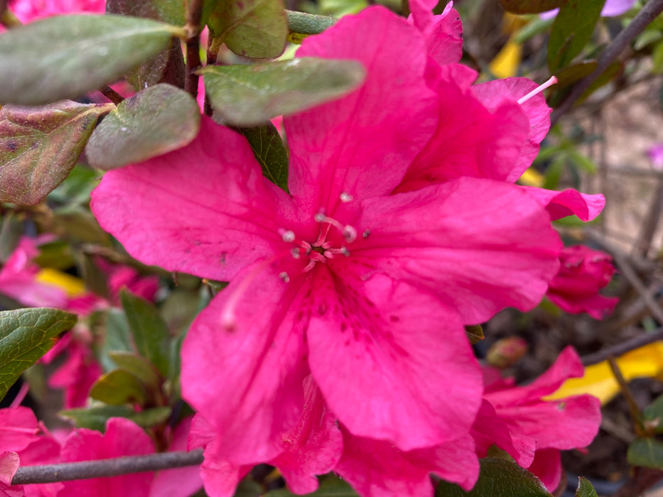 Azalea 'Gloria’ Pink Flowering Sawada Azalea