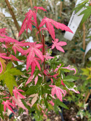 - Acer palmatum 'Ilarian' Japanese Maple - Mr Maple │ Buy Japanese Maple Trees