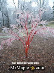 - Acer palmatum 'Sango kaku' Coral Bark Japanese Maple - Mr Maple │ Buy Japanese Maple Trees
