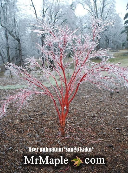 - Acer palmatum 'Sango kaku' Coral Bark Japanese Maple - Mr Maple │ Buy Japanese Maple Trees