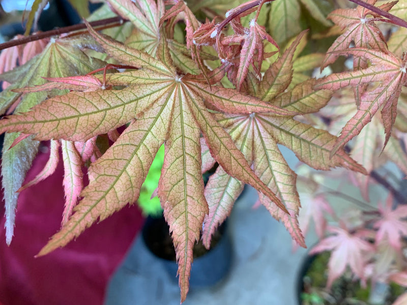 - Acer palmatum 'Nebula' Variegated Japanese Maple - Mr Maple │ Buy Japanese Maple Trees