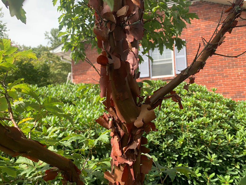 - Acer griseum - Paperbark Maple - Mr Maple │ Buy Japanese Maple Trees