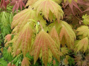 - Acer shirasawanum 'Moonrise™' Full Moon Japanese Maple - Mr Maple │ Buy Japanese Maple Trees