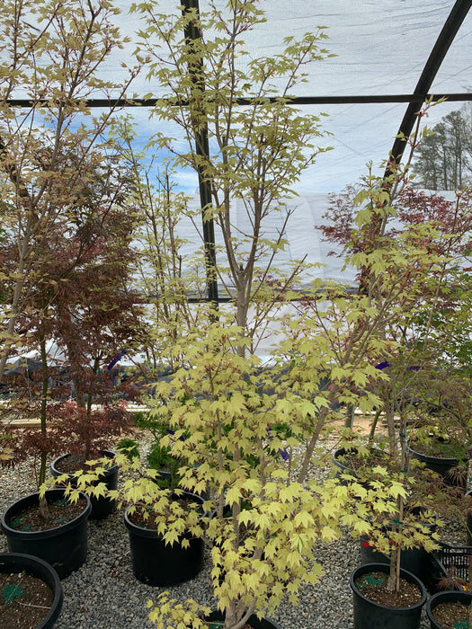 Acer pictum 'Naguri nishiki' Batwing Maple