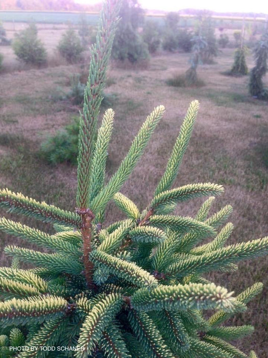 Picea mariana 'Aureovariegata' Variegated Black Hills Spruce