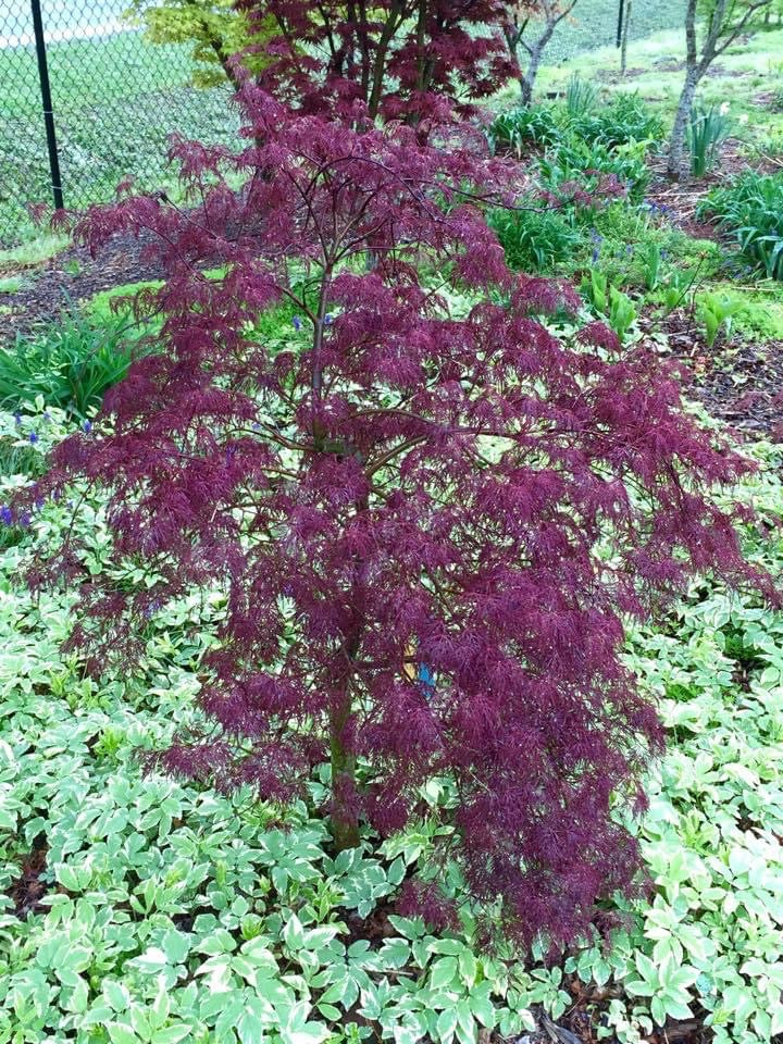- Acer palmatum 'Red Filigree Lace' Dwarf Japanese Maple - Mr Maple │ Buy Japanese Maple Trees
