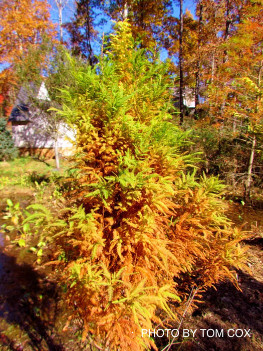 Taxodium distichum 'Lindsey Skyward' Narrow Bald Cypress