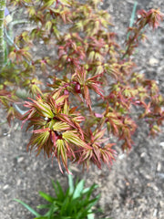 - Acer palmatum 'Koi' Dwarf Japanese Maple - Mr Maple │ Buy Japanese Maple Trees