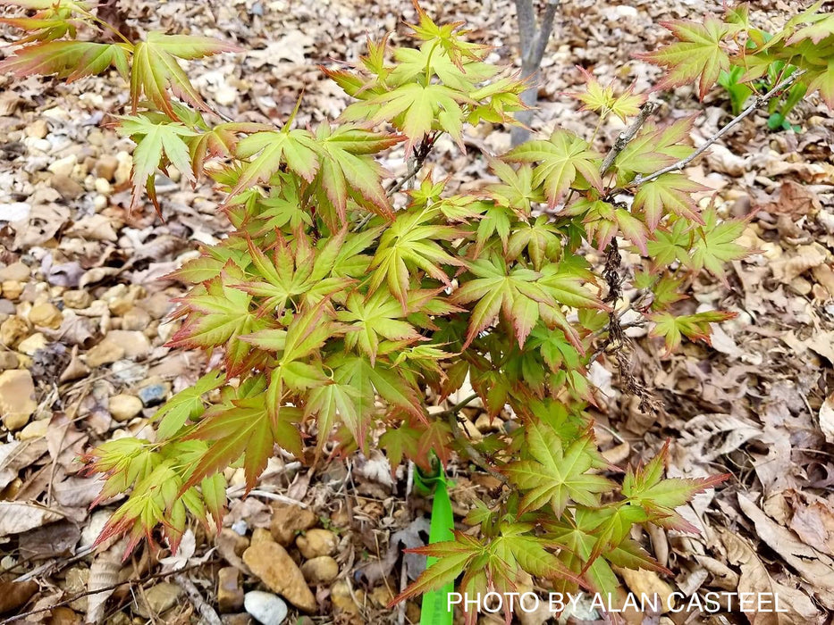 Acer palmatum 'Aoba jo' Japanese Maple