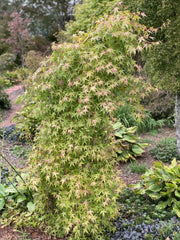 - Acer palmatum 'Golden Falls' Weeping Golden Japanese Maple - Mr Maple │ Buy Japanese Maple Trees
