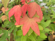 - Acer oliverianum 'Hot Blonde' Golden Japanese Maple - Mr Maple │ Buy Japanese Maple Trees