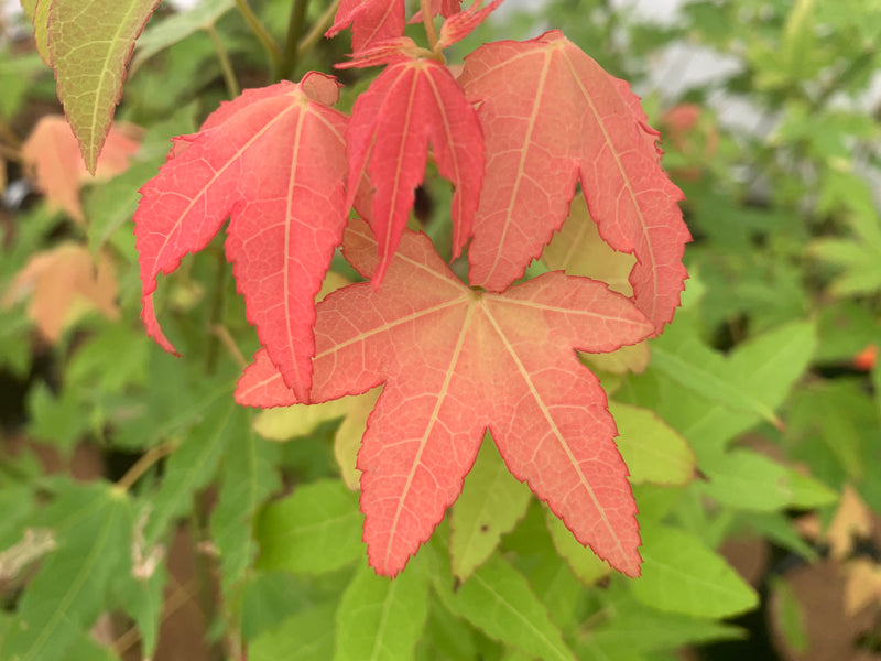 - Acer oliverianum 'Hot Blonde' Golden Japanese Maple - Mr Maple │ Buy Japanese Maple Trees