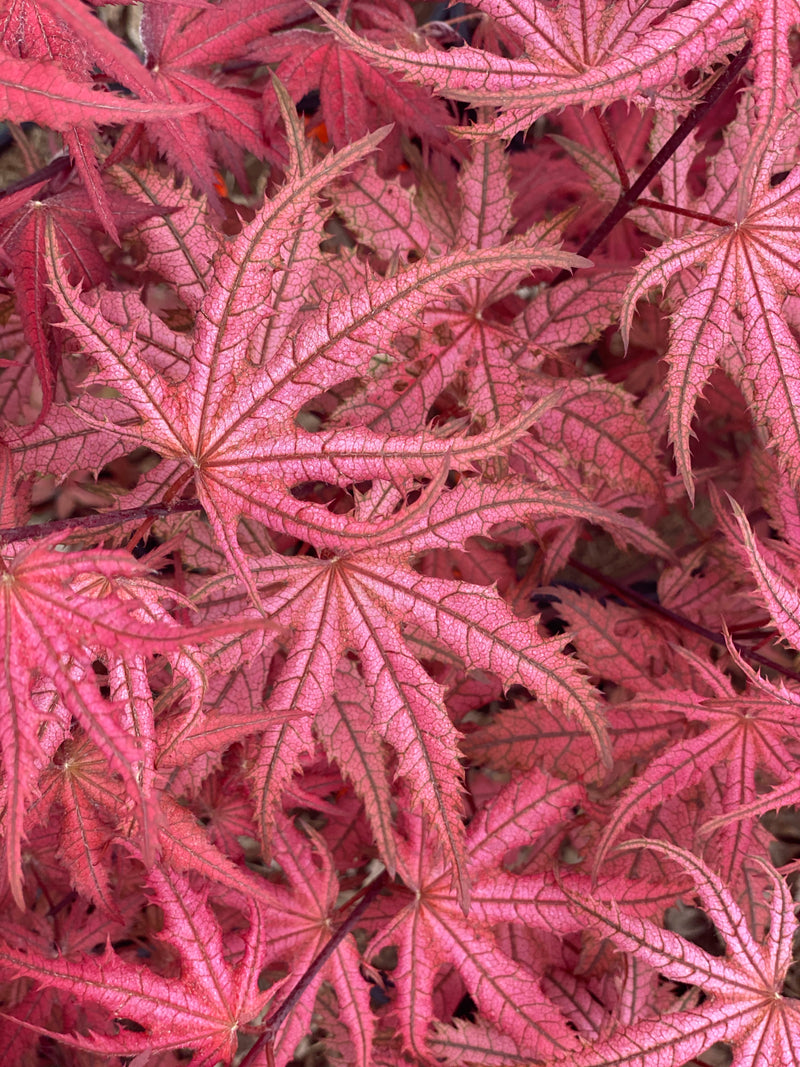 - Acer palmatum 'Celebration' Japanese Maple - Mr Maple │ Buy Japanese Maple Trees